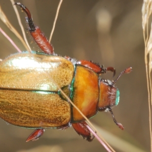 Anoplognathus hirsutus at Nimmo, NSW - 7 Mar 2023