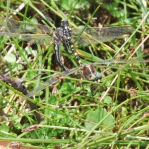 Synthemis eustalacta at Rocky Plain, NSW - 7 Mar 2023 02:58 PM