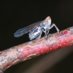 Unidentified Leafhopper & planthopper (Hemiptera, several families) at Booth, ACT - 7 Mar 2023 by Harrisi