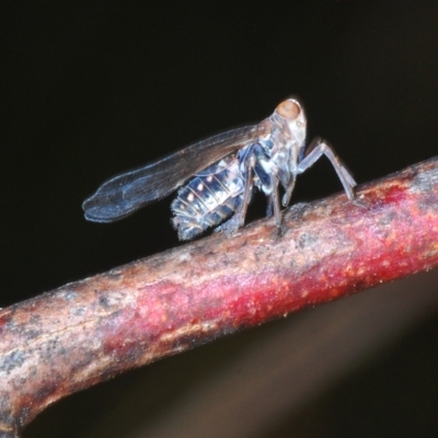 Unidentified Leafhopper or planthopper (Hemiptera, several families) at Booth, ACT - 7 Mar 2023 by Harrisi