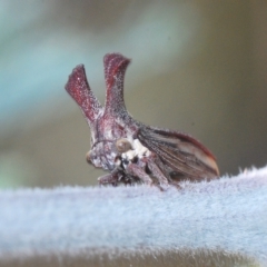 Ceraon sp. (genus) (2-horned tree hopper) at Booth, ACT - 7 Mar 2023 by Harrisi