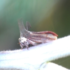 Ceraon sp. (genus) at Booth, ACT - 7 Mar 2023 06:12 PM