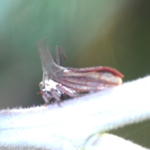 Ceraon sp. (genus) at Booth, ACT - 7 Mar 2023 06:12 PM