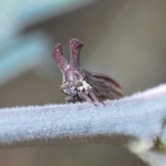 Ceraon sp. (genus) at Booth, ACT - 7 Mar 2023 06:12 PM