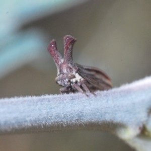 Ceraon sp. (genus) at Booth, ACT - 7 Mar 2023 06:12 PM