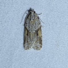 Acropolitis rudisana (Family Tortricinae) at Jerrabomberra, NSW - 11 Mar 2023 by SteveBorkowskis