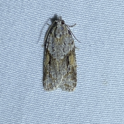 Acropolitis rudisana (Family Tortricinae) at Jerrabomberra, NSW - 11 Mar 2023 by SteveBorkowskis