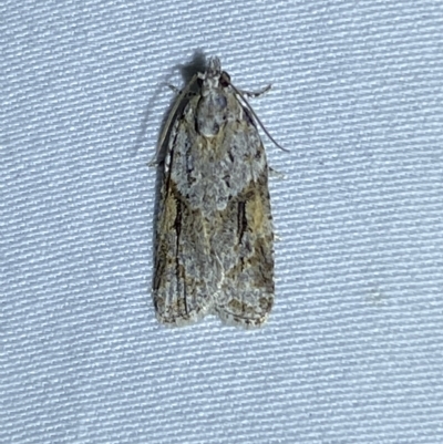 Acropolitis rudisana (Family Tortricinae) at Jerrabomberra, NSW - 11 Mar 2023 by Steve_Bok