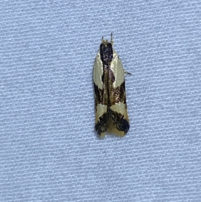Ardozyga telopis (A twirler moth) at QPRC LGA - 11 Mar 2023 by Steve_Bok