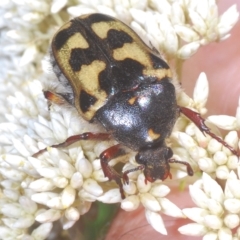 Clithria eucnemis at Nimmo, NSW - 7 Mar 2023 by Harrisi