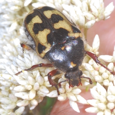 Clithria eucnemis at Nimmo, NSW - 7 Mar 2023 by Harrisi