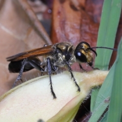 Unidentified Sand or digger wasp (Crabronidae or Sphecidae) at Wellington Point, QLD - 10 Mar 2023 by TimL