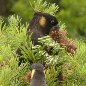 Zanda funerea (Yellow-tailed Black-Cockatoo) at Braemar, NSW by Curiosity