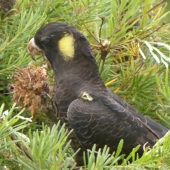 Zanda funerea at Braemar, NSW - 3 Mar 2023