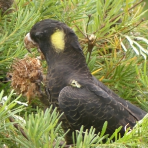Zanda funerea at Braemar, NSW - 3 Mar 2023