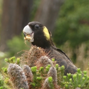 Zanda funerea at Braemar, NSW - 3 Mar 2023