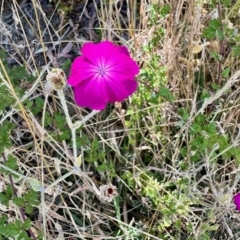 Silene coronaria (Rose Campion) at Rendezvous Creek, ACT - 11 Mar 2023 by KMcCue