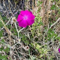 Silene coronaria (Rose Champion) at Rendezvous Creek, ACT - 11 Mar 2023 by KMcCue