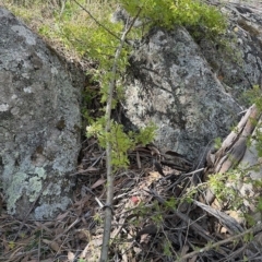 Crataegus monogyna (Hawthorn) at Namadgi National Park - 11 Mar 2023 by KMcCue