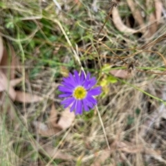 Brachyscome sp. (Cut-leaf Daisy) at Rendezvous Creek, ACT - 11 Mar 2023 by KMcCue