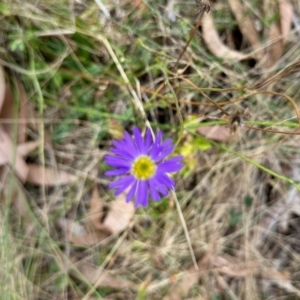 Brachyscome sp. at Rendezvous Creek, ACT - 11 Mar 2023 02:21 PM