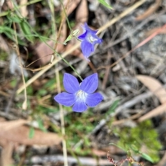 Wahlenbergia sp. (Bluebell) at Namadgi National Park - 11 Mar 2023 by KMcCue