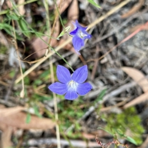 Wahlenbergia sp. at Rendezvous Creek, ACT - 11 Mar 2023