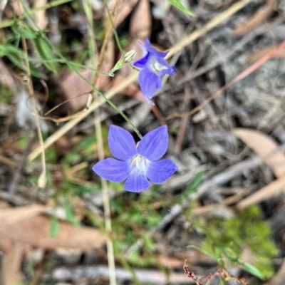 Wahlenbergia sp. (Bluebell) at Namadgi National Park - 11 Mar 2023 by KMcCue