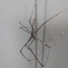 Asianopis subrufa (Rufous net-casting spider) at Lyneham, ACT - 12 Mar 2023 by Venture