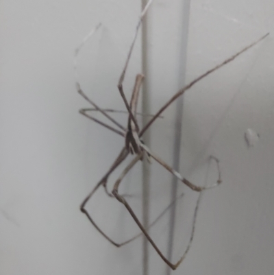 Asianopis subrufa (Rufous net-casting spider) at Lyneham, ACT - 12 Mar 2023 by Venture