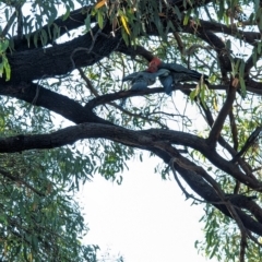 Callocephalon fimbriatum (Gang-gang Cockatoo) at Phillip, ACT - 12 Mar 2023 by stofbrew