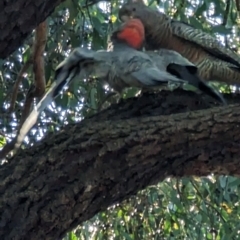 Callocephalon fimbriatum at Phillip, ACT - suppressed