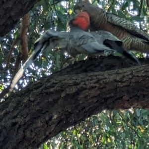 Callocephalon fimbriatum at Phillip, ACT - suppressed