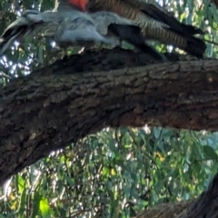 Callocephalon fimbriatum at Phillip, ACT - suppressed