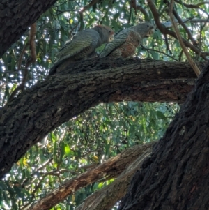 Callocephalon fimbriatum at Phillip, ACT - suppressed