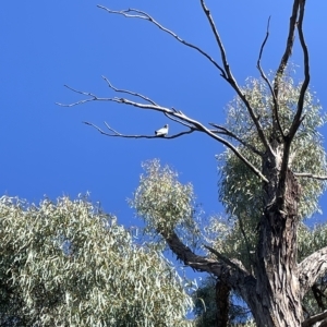 Callocephalon fimbriatum at Cook, ACT - suppressed