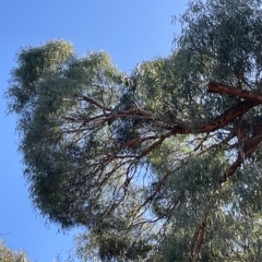 Callocephalon fimbriatum at Cook, ACT - suppressed