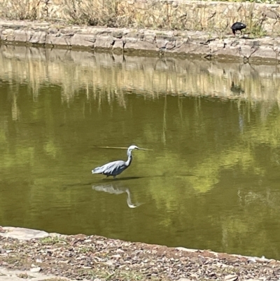 Egretta novaehollandiae (White-faced Heron) at Commonwealth & Kings Parks - 12 Mar 2023 by Mavis