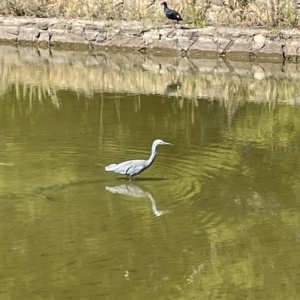 Egretta novaehollandiae at Parkes, ACT - 12 Mar 2023