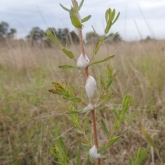 Hypericum perforatum (St John's Wort) at Boorowa, NSW - 23 Oct 2022 by MichaelBedingfield