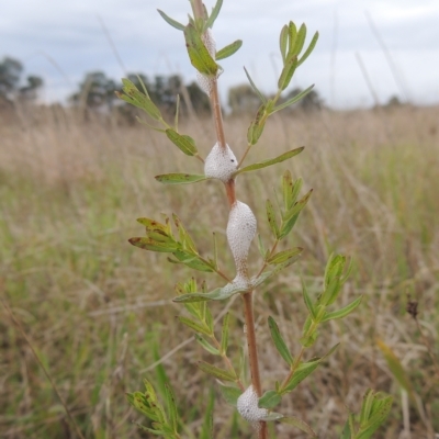 Hypericum perforatum (St John's Wort) at Boorowa, NSW - 23 Oct 2022 by michaelb