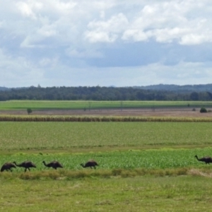 Dromaius novaehollandiae at Gin Gin, QLD - 14 Oct 2022 12:34 PM