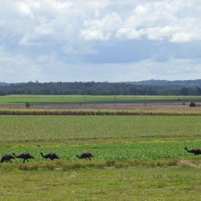 Dromaius novaehollandiae (Emu) at Gin Gin, QLD - 14 Oct 2022 by Gaylesp8