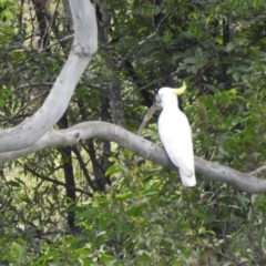 Cacatua galerita (Sulphur-crested Cockatoo) at Gin Gin, QLD - 11 Nov 2022 by Gaylesp8