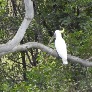 Cacatua galerita at Gin Gin, QLD - 11 Nov 2022 12:35 PM