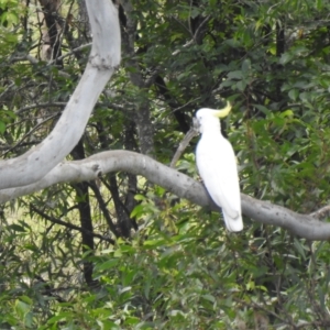 Cacatua galerita at Gin Gin, QLD - 11 Nov 2022