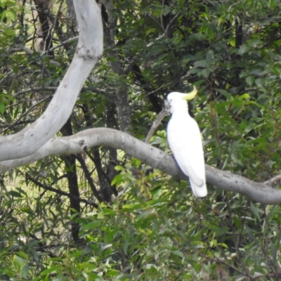 Cacatua galerita (Sulphur-crested Cockatoo) at Gin Gin, QLD - 11 Nov 2022 by Gaylesp8