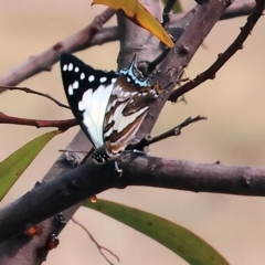 Charaxes sempronius (Tailed Emperor) at Wodonga - 12 Mar 2023 by KylieWaldon