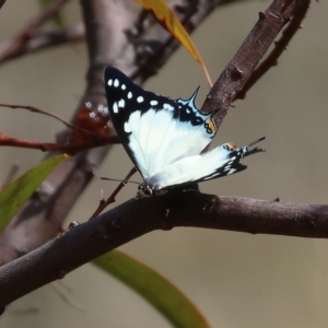 Charaxes sempronius at Wodonga, VIC - 12 Mar 2023