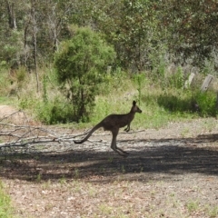 Macropus giganteus (Eastern Grey Kangaroo) at Gin Gin, QLD - 11 Nov 2022 by Gaylesp8